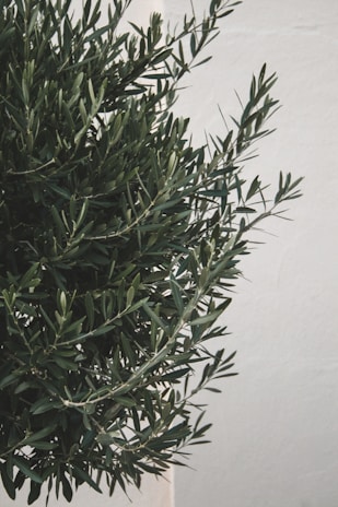 An olive tree with dense, dark green leaves against a light gray background. The branches are slender with narrow leaves, creating a lush and natural texture.
