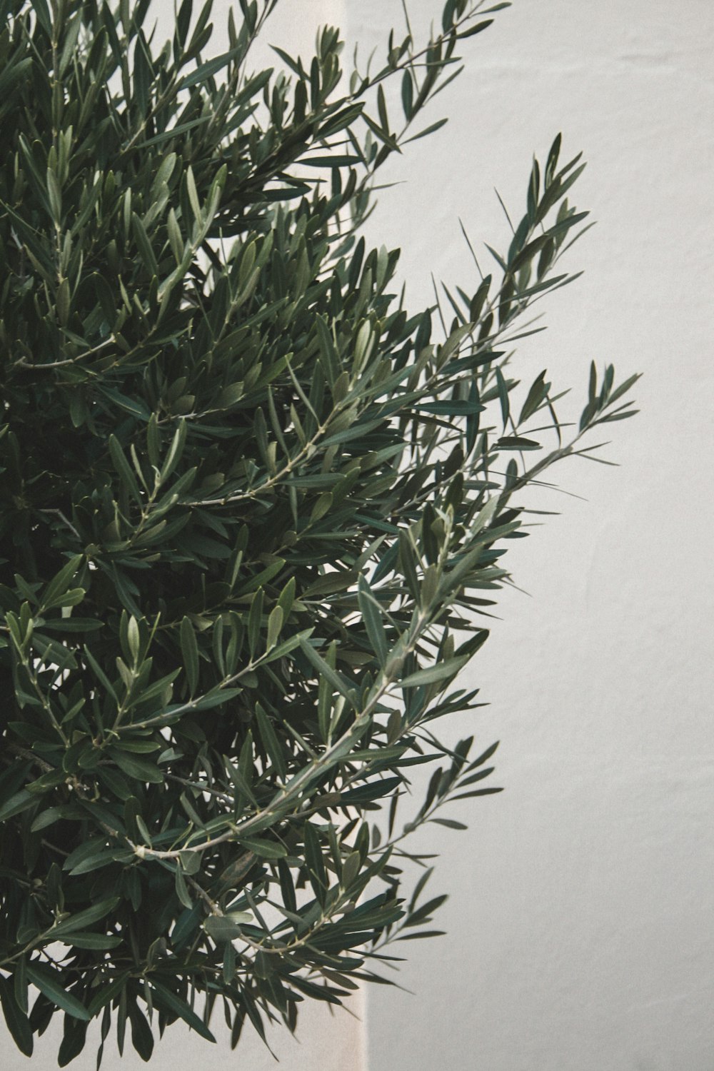 green plant on white table