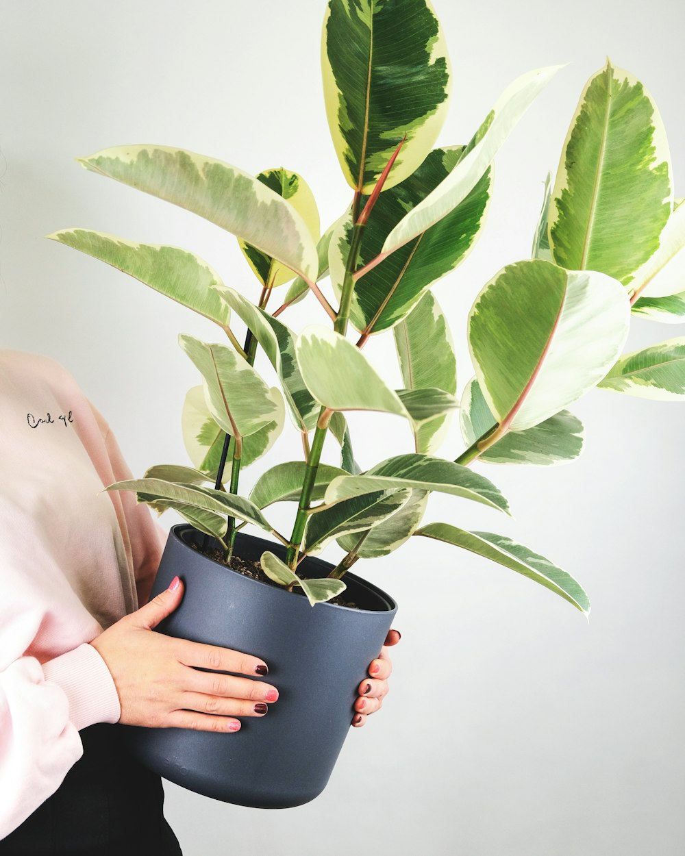 Persona sosteniendo planta verde en maceta negra