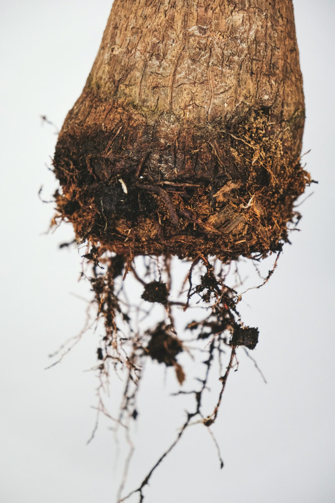 brown dried grass during daytime