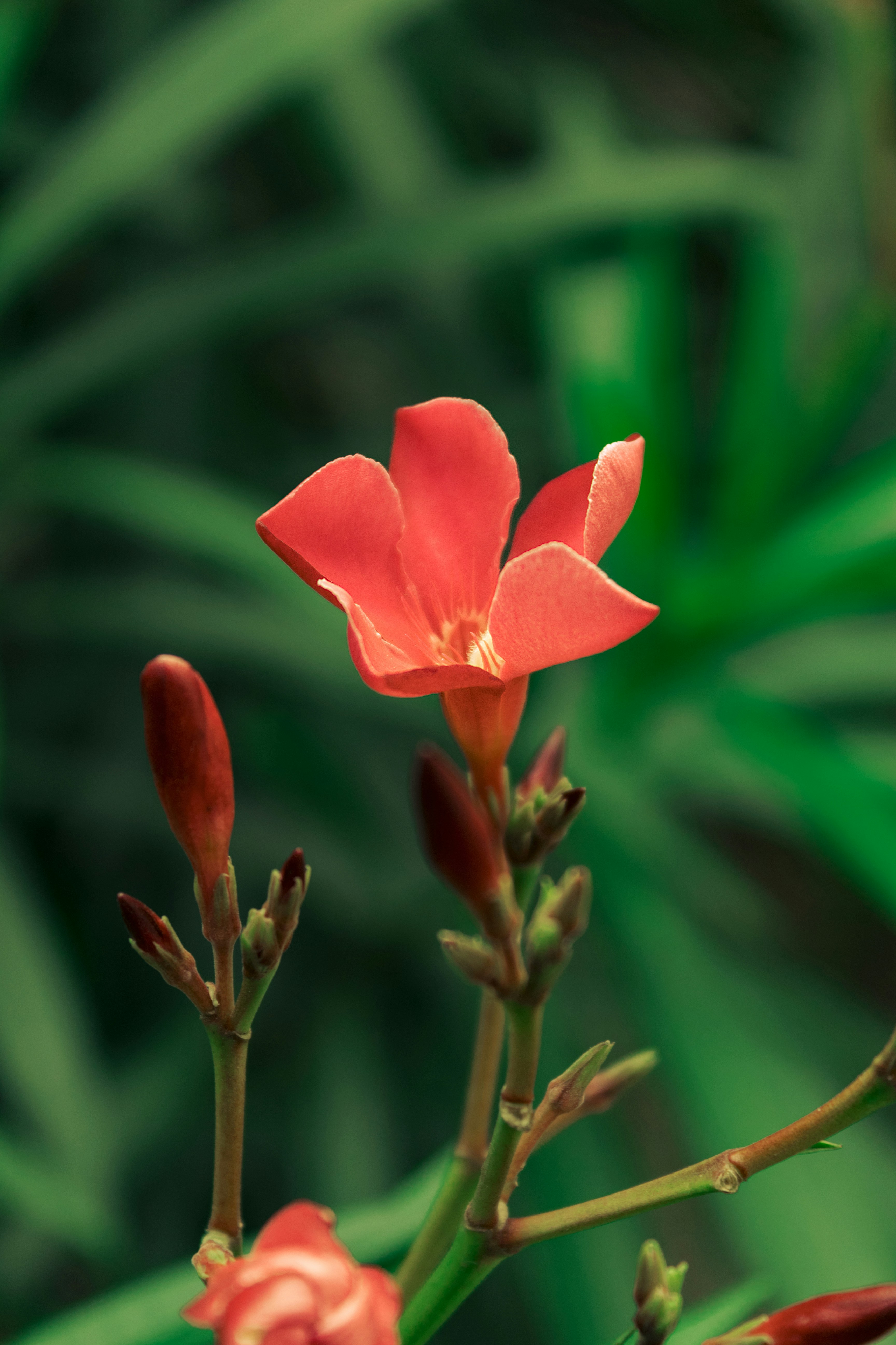 1K+ Aesthetic Flower Pictures | Download Free Images on Unsplash