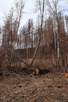 Tall trees with sparse leaves stand on a sloped hillside. The ground is covered with fallen branches and dried leaves, indicating a possible recent forest fire or deforestation.