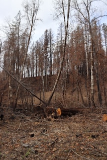 Tall trees with sparse leaves stand on a sloped hillside. The ground is covered with fallen branches and dried leaves, indicating a possible recent forest fire or deforestation.
