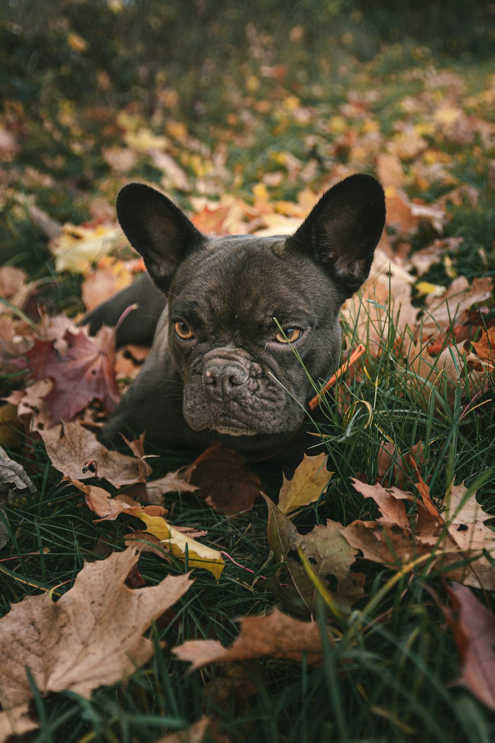 Schwarze Französische Bulldogge auf braunen getrockneten Blättern
