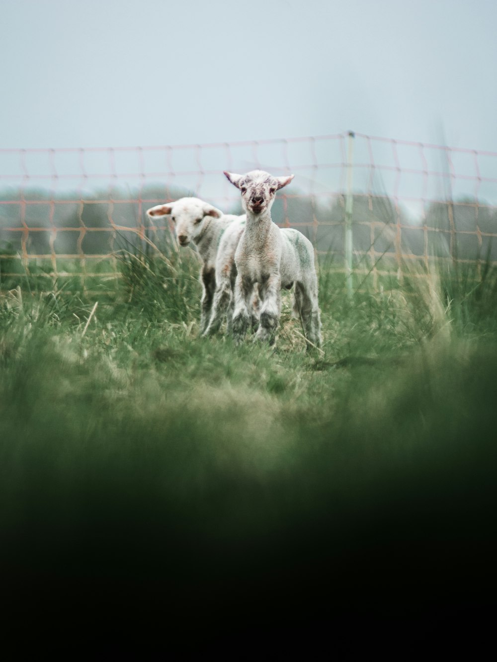 white sheep on green grass field during daytime