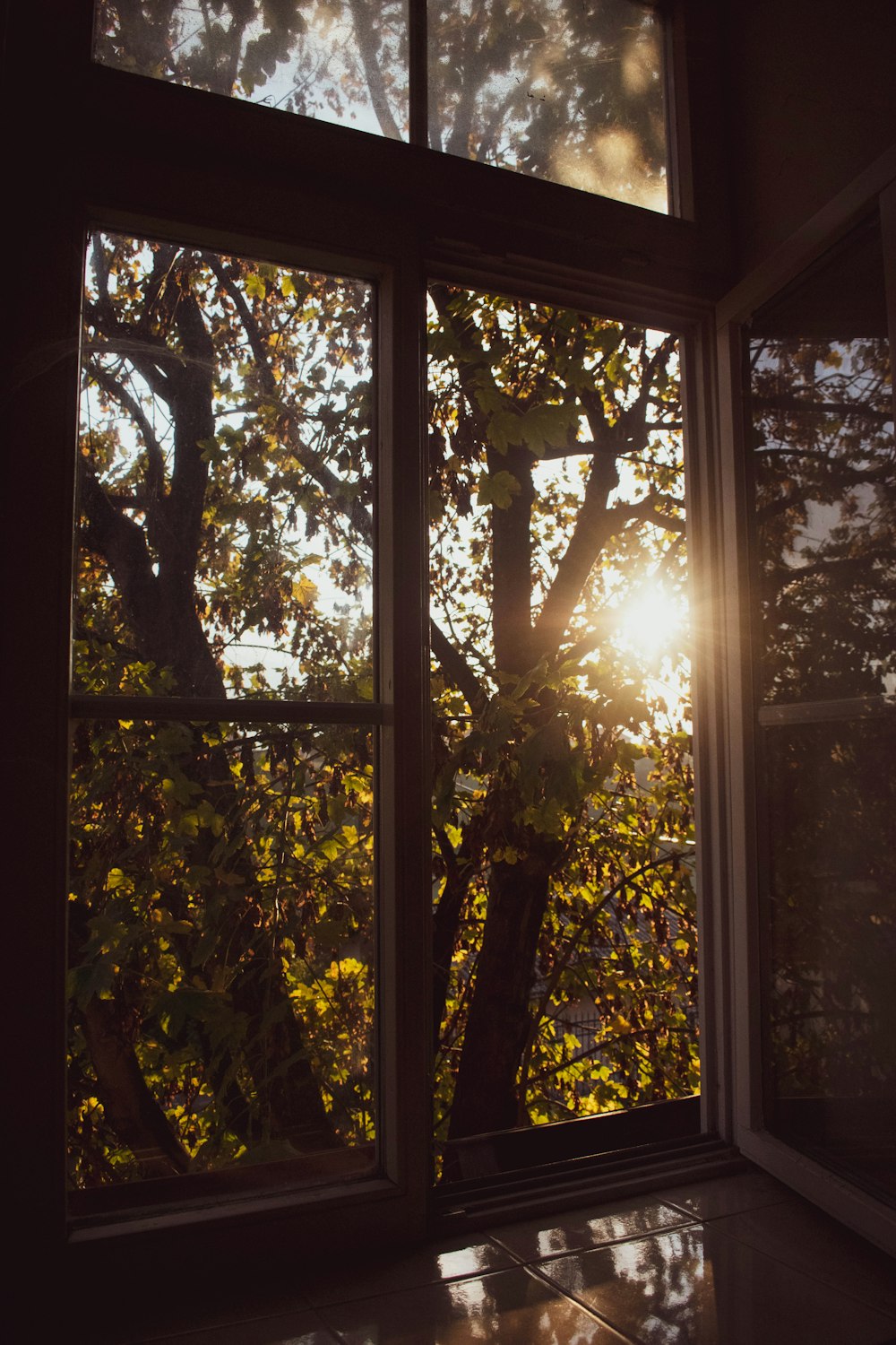 green tree in front of white wooden framed glass window during daytime