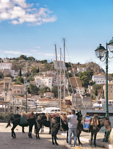 A scenic view of a coastal town with traditional buildings built into a hillside. A group of donkeys with saddles stands in the foreground, attended by a man. A calm harbor filled with sailboats is visible, with masts reaching above the buildings.