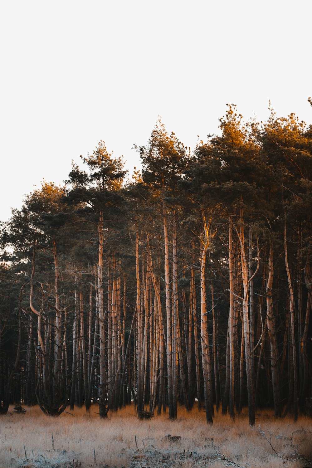 brown trees under white sky during daytime