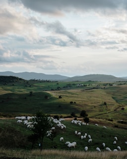 Rolling green hills dotted with grazing sheep under a cloudy sky in the English countryside.