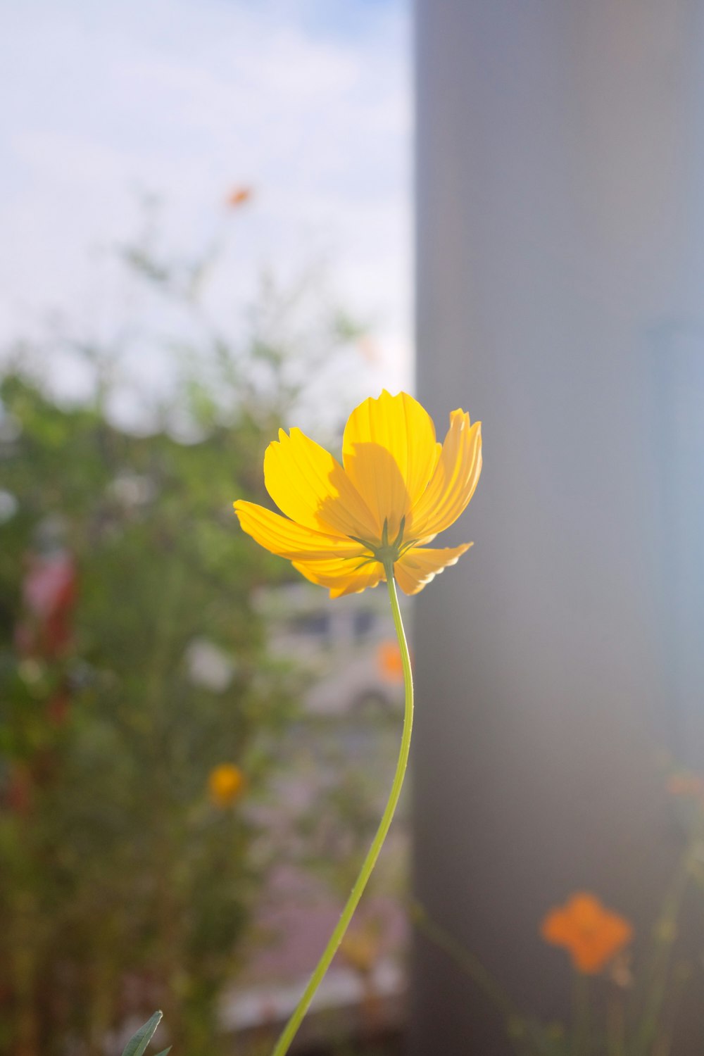 yellow flower in tilt shift lens