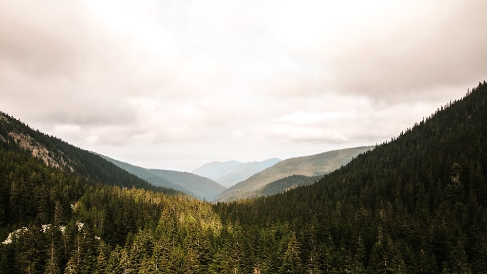 green trees on mountain under white sky during daytime