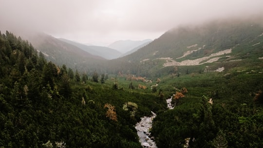 green trees on mountain under white sky during daytime in Retezat Romania