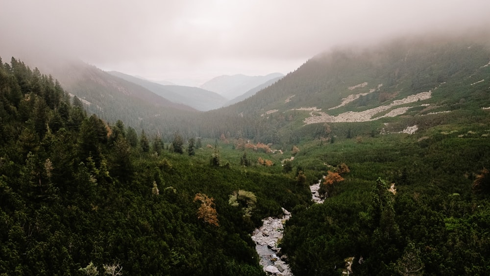 árboles verdes en la montaña bajo el cielo blanco durante el día