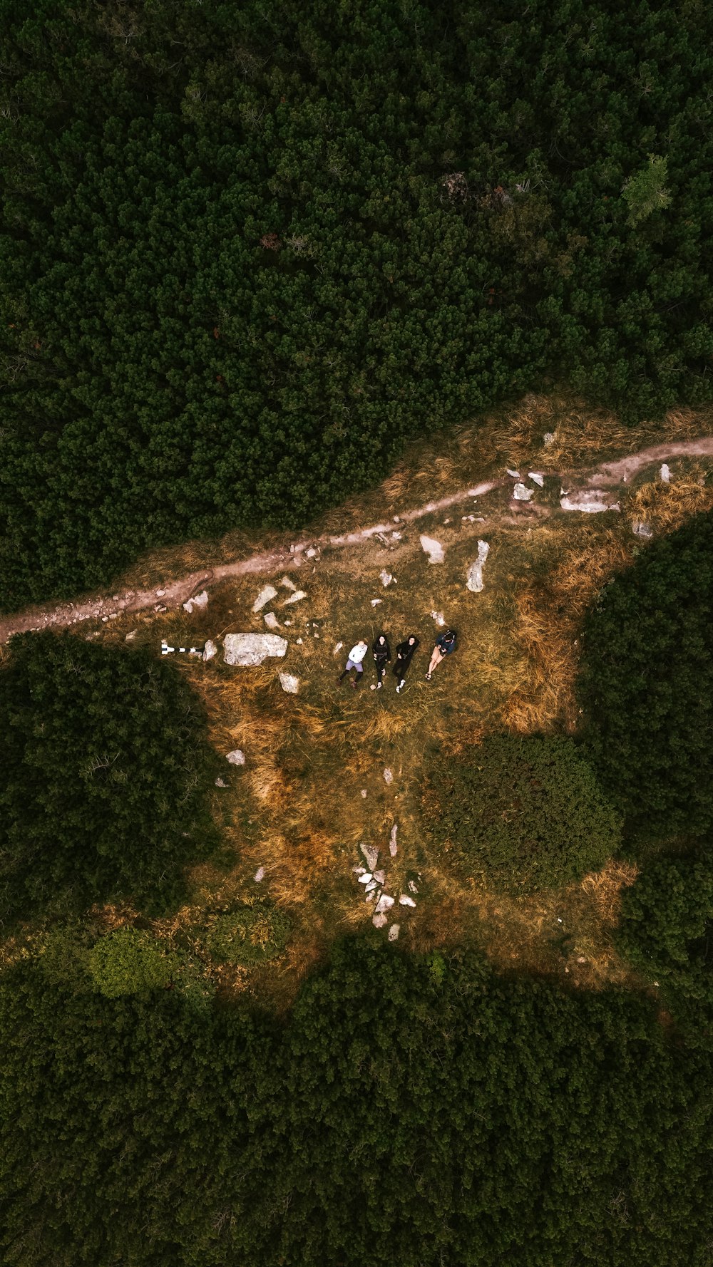 aerial view of green trees and green grass field