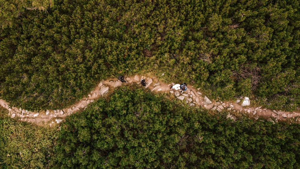 aerial view of green trees