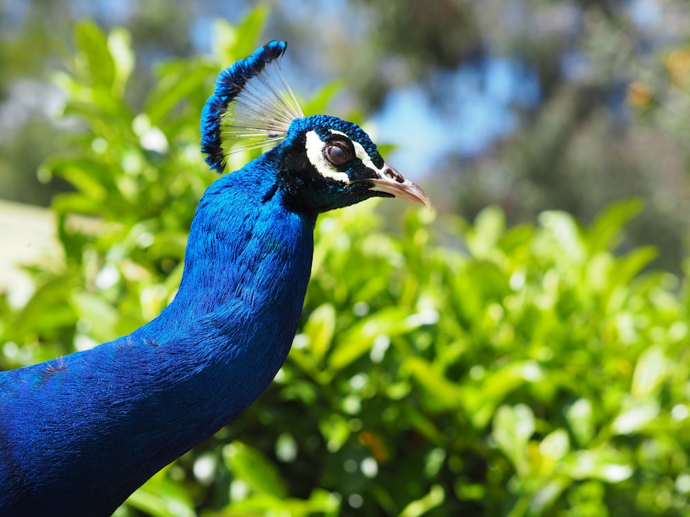 blue peacock in close up photography