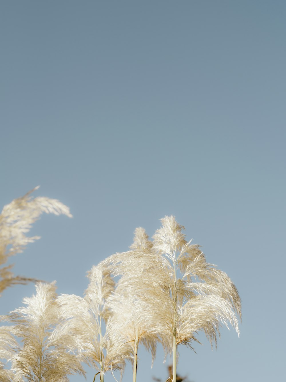 plante blanche et brune sous ciel bleu pendant la journée