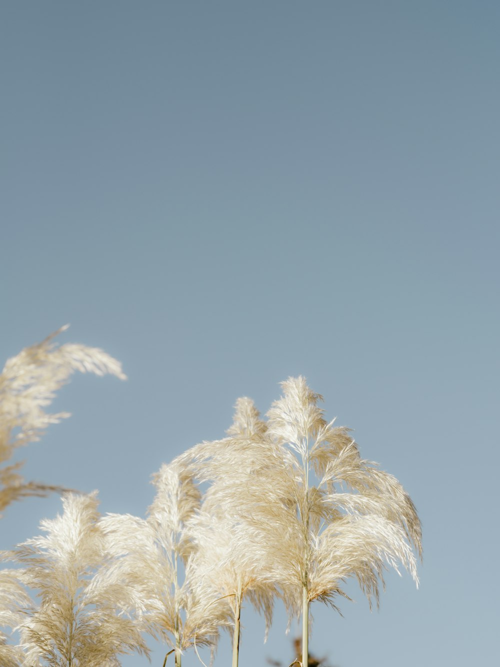 planta branca e marrom sob o céu azul durante o dia