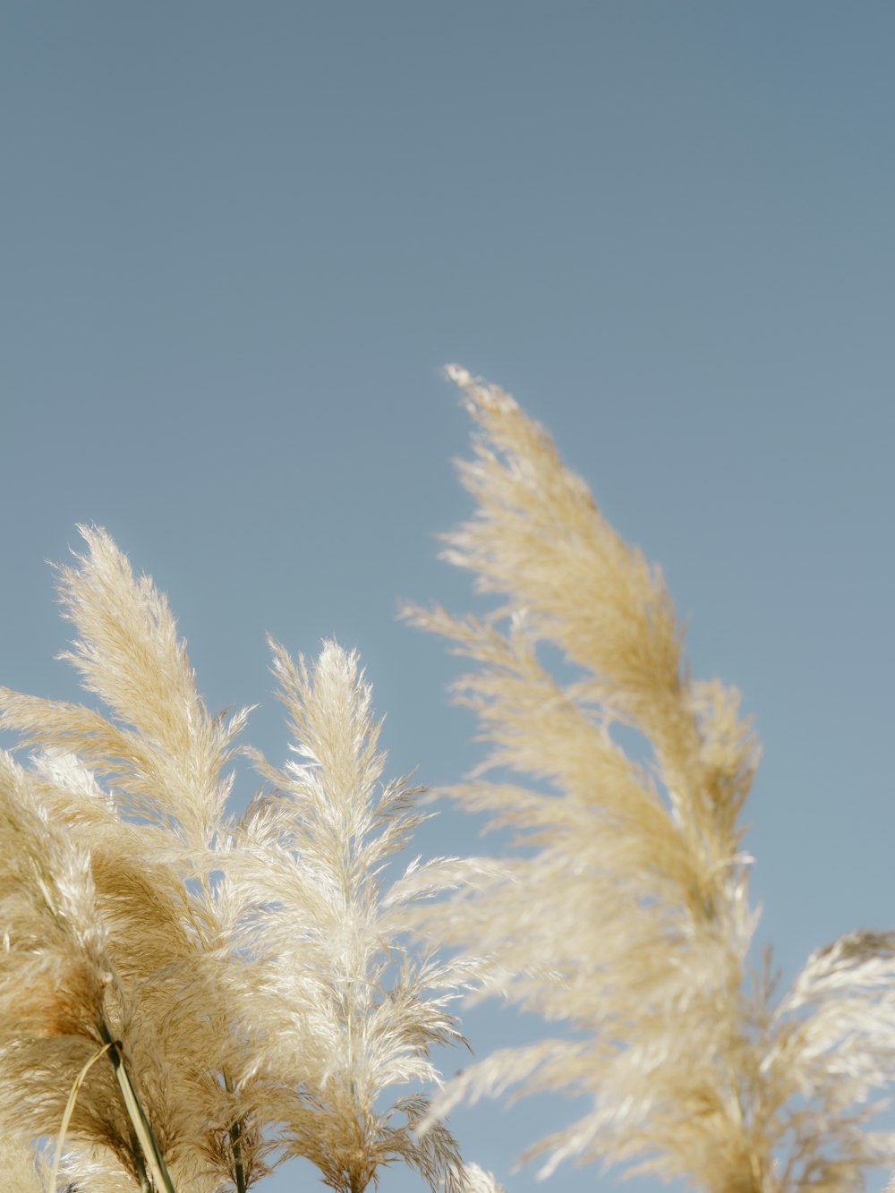 white wheat field during daytime