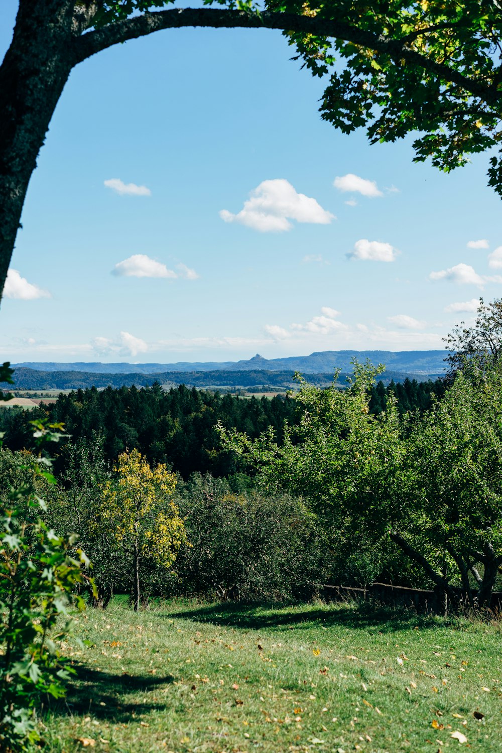 green trees under blue sky during daytime