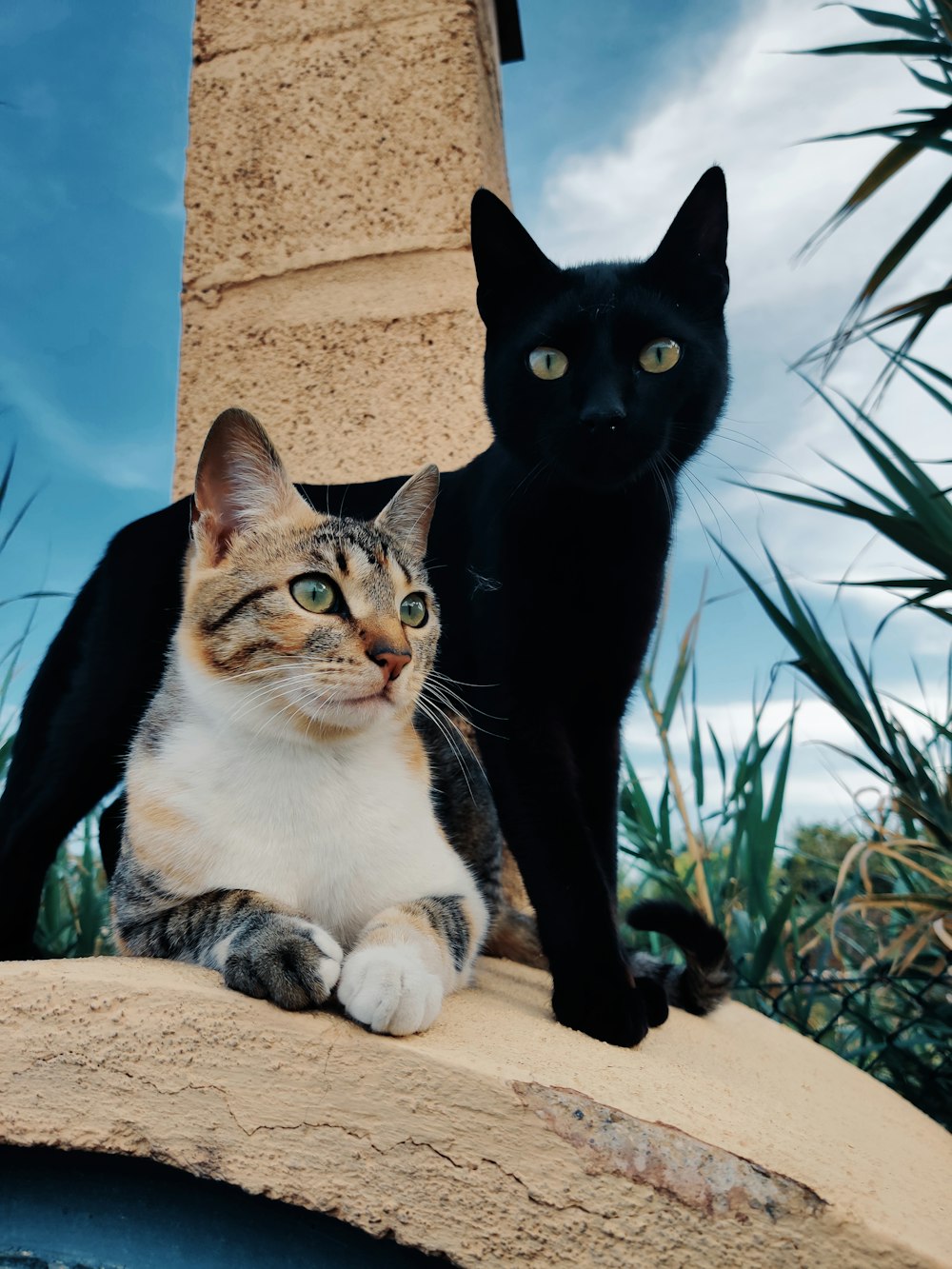 black and white cat on brown concrete wall