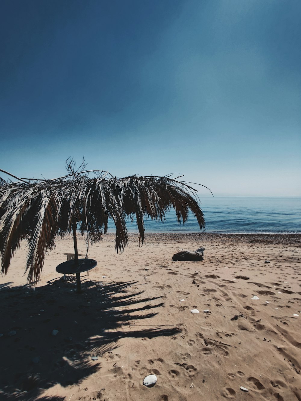 brown tree on brown sand near sea during daytime