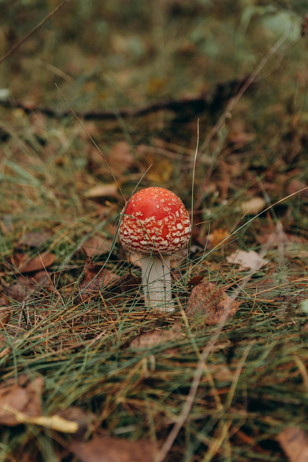 red and white mushroom on brown dried leaves