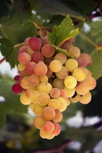yellow round fruits on green leaves