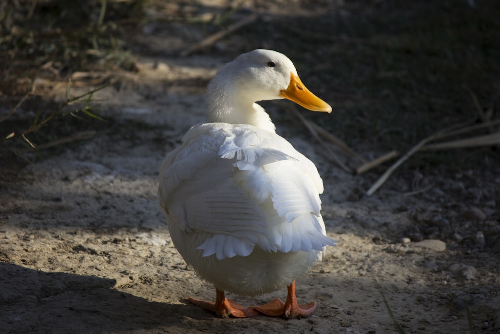 canard blanc sur sable brun pendant la journée