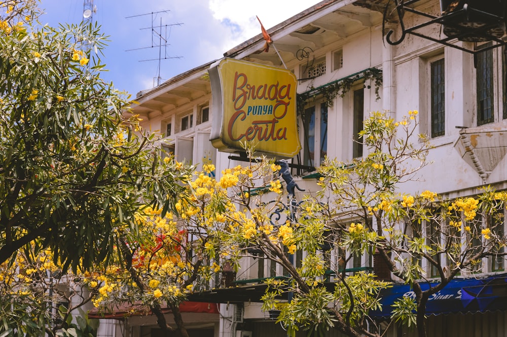 yellow flowers with green leaves near brown concrete building during daytime