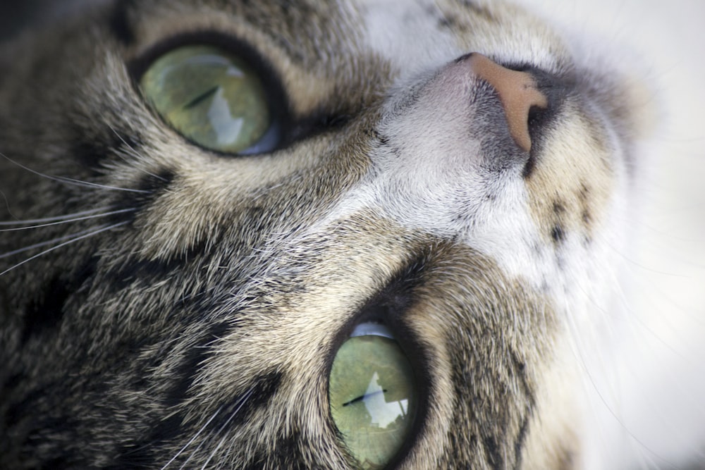 gato atigrado marrón con ojos verdes
