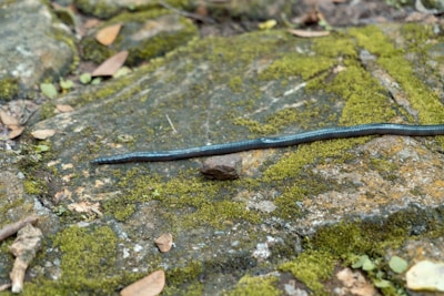 A long, thin, dark-colored worm-like creature rests on a mossy, rocky surface. The ground is covered in patches of green moss and scattered brown leaves, offering a natural and earthy setting.