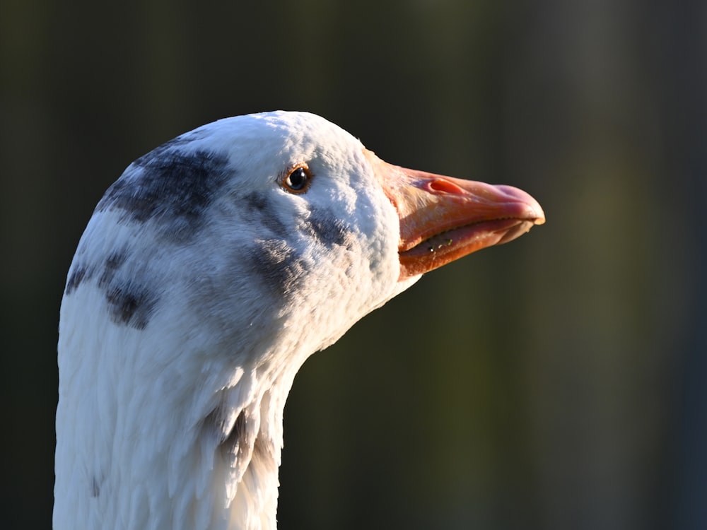 white and black bird in close up photography