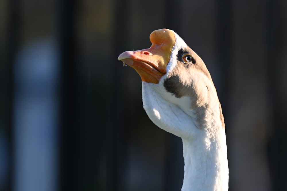 white swan in close up photography