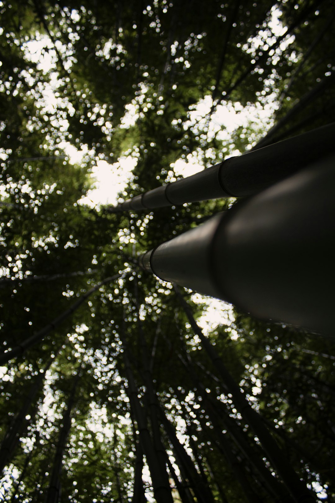 green trees under white sky during daytime