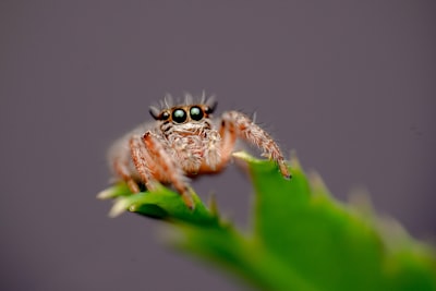 brown spider on green leaf enchanting zoom background