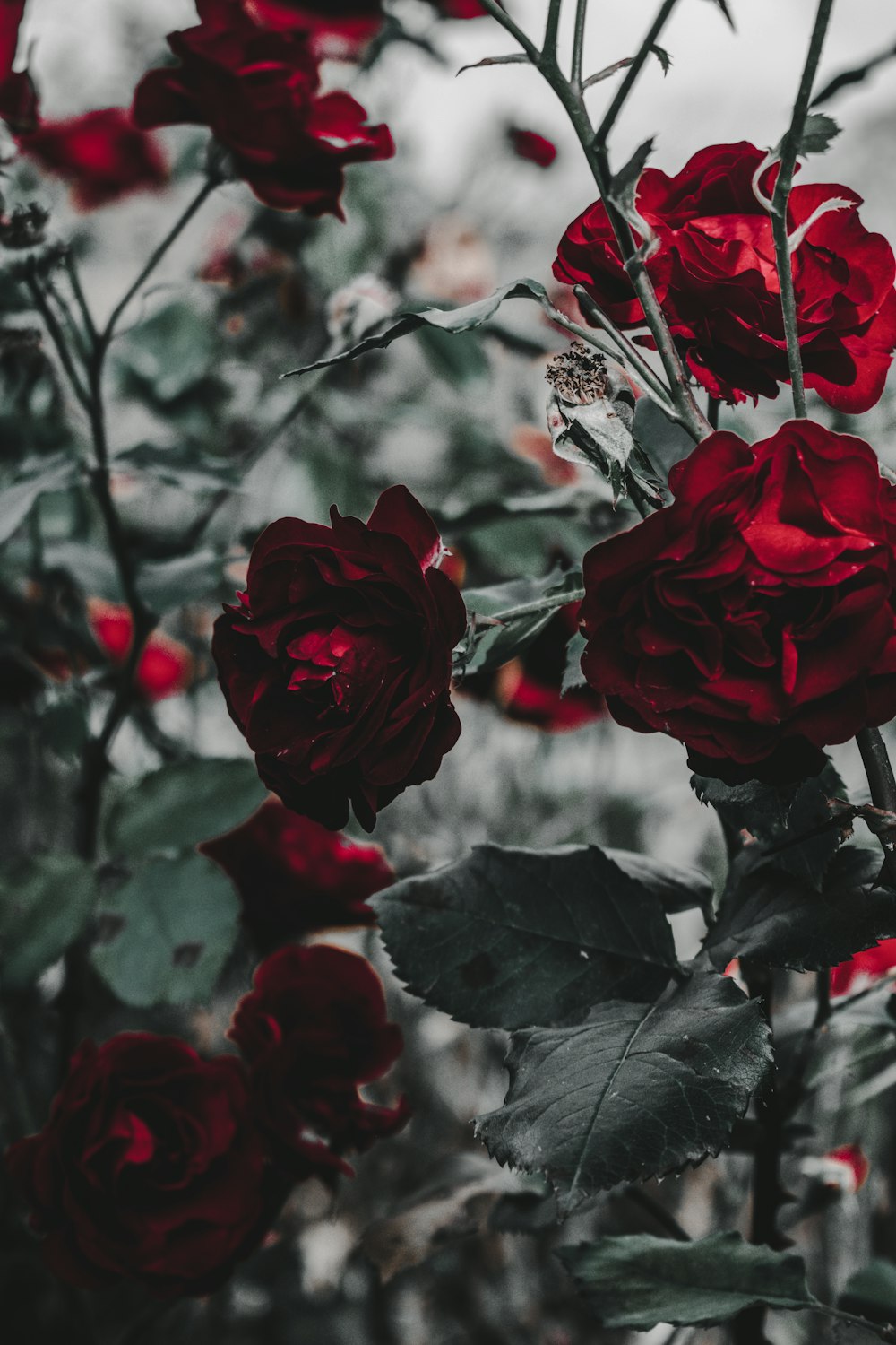 red roses in close up photography