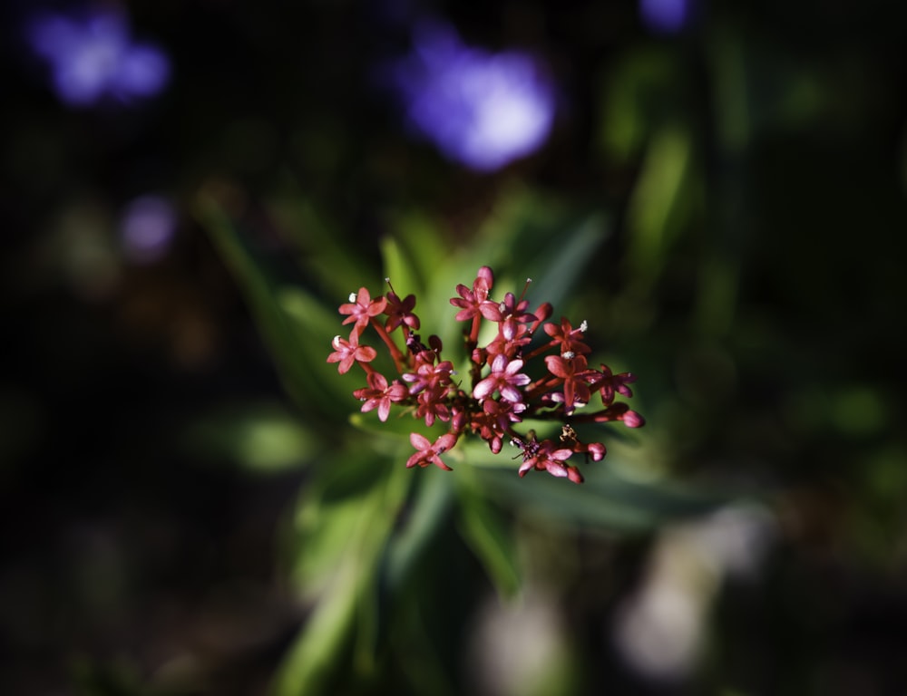 pink flower in tilt shift lens