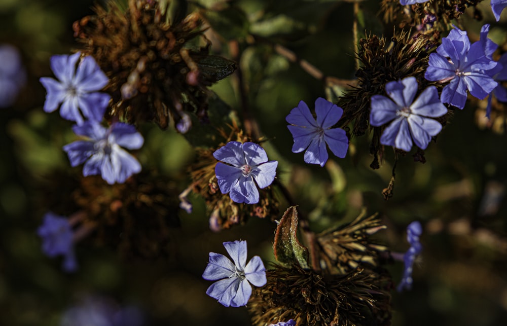 blue and white flower in tilt shift lens