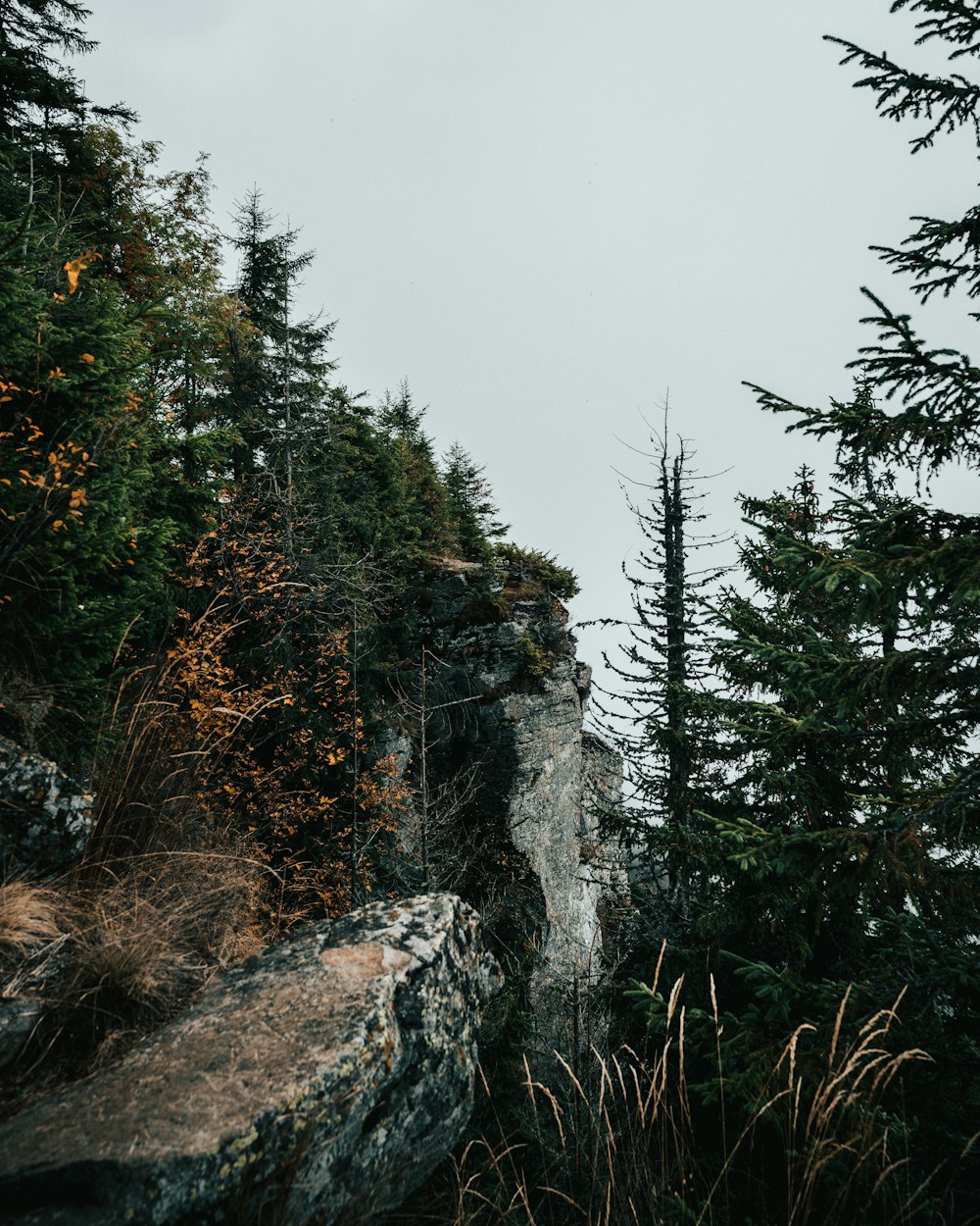 green pine trees on gray rocky mountain under gray sky