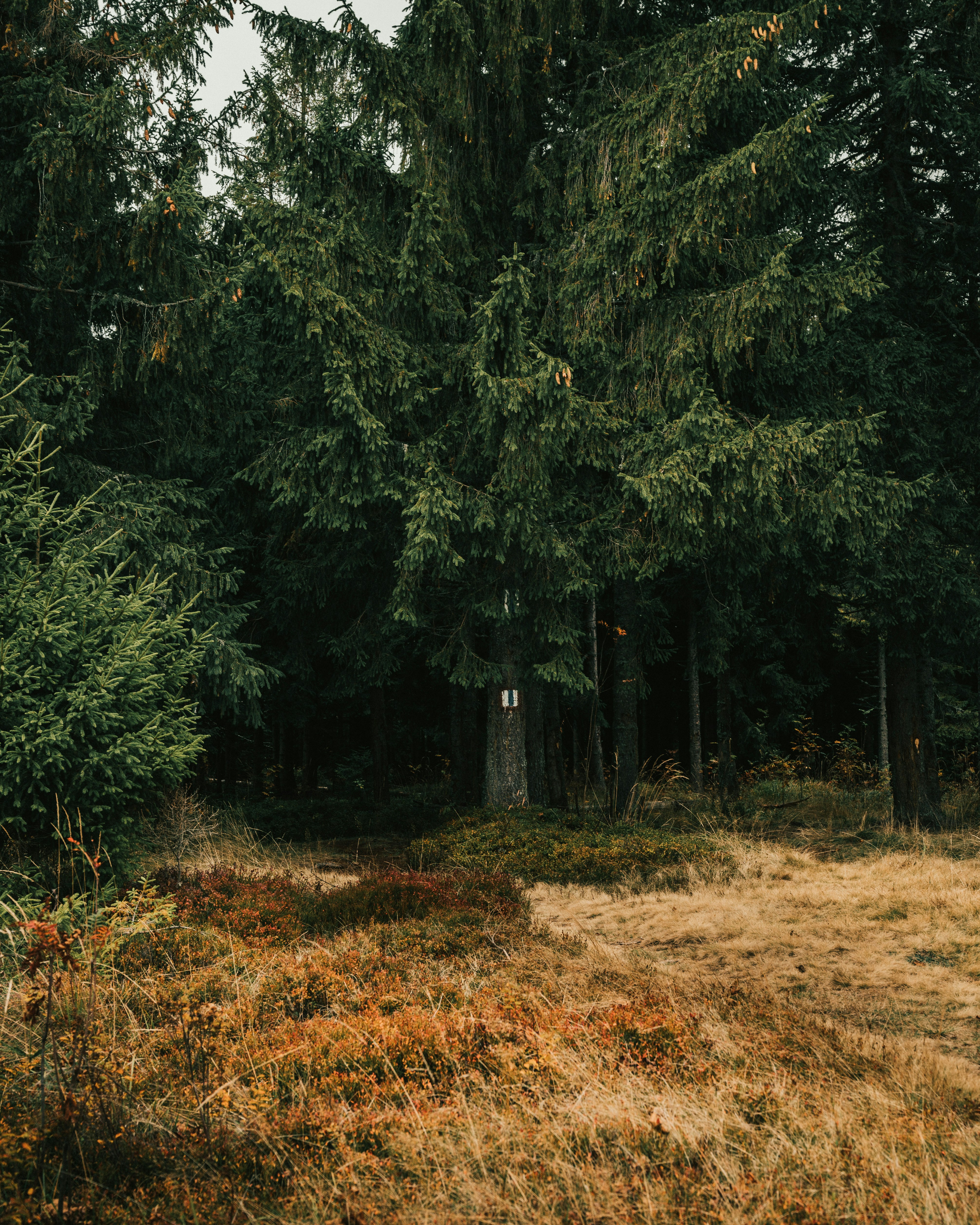 Photo by tamas_tuzeskatai