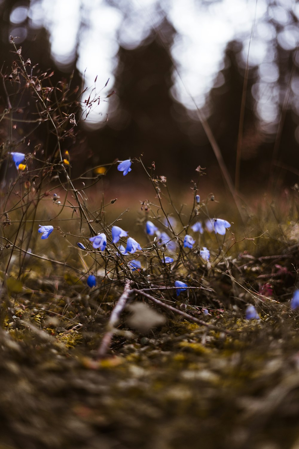 blue flowers on brown soil