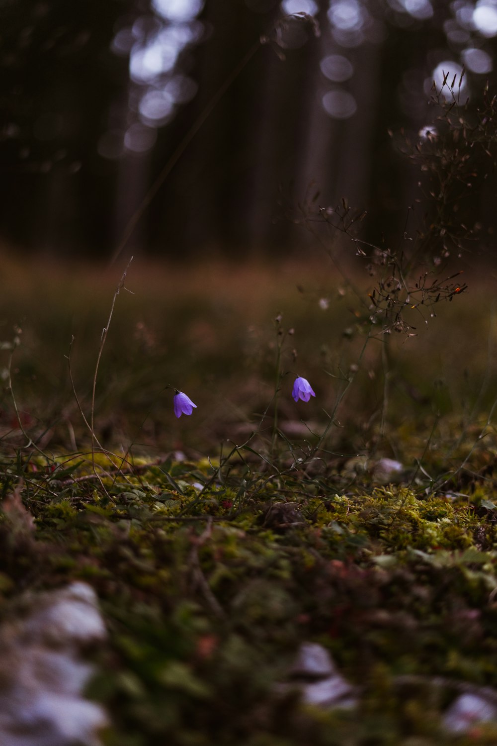 purple flower on green grass during daytime