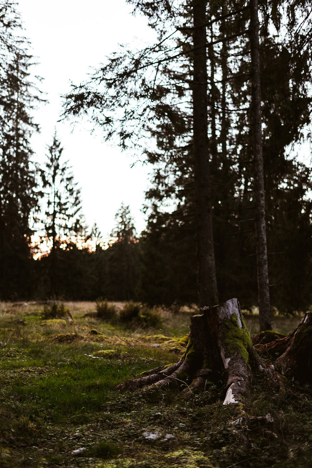 brown tree log on green grass field