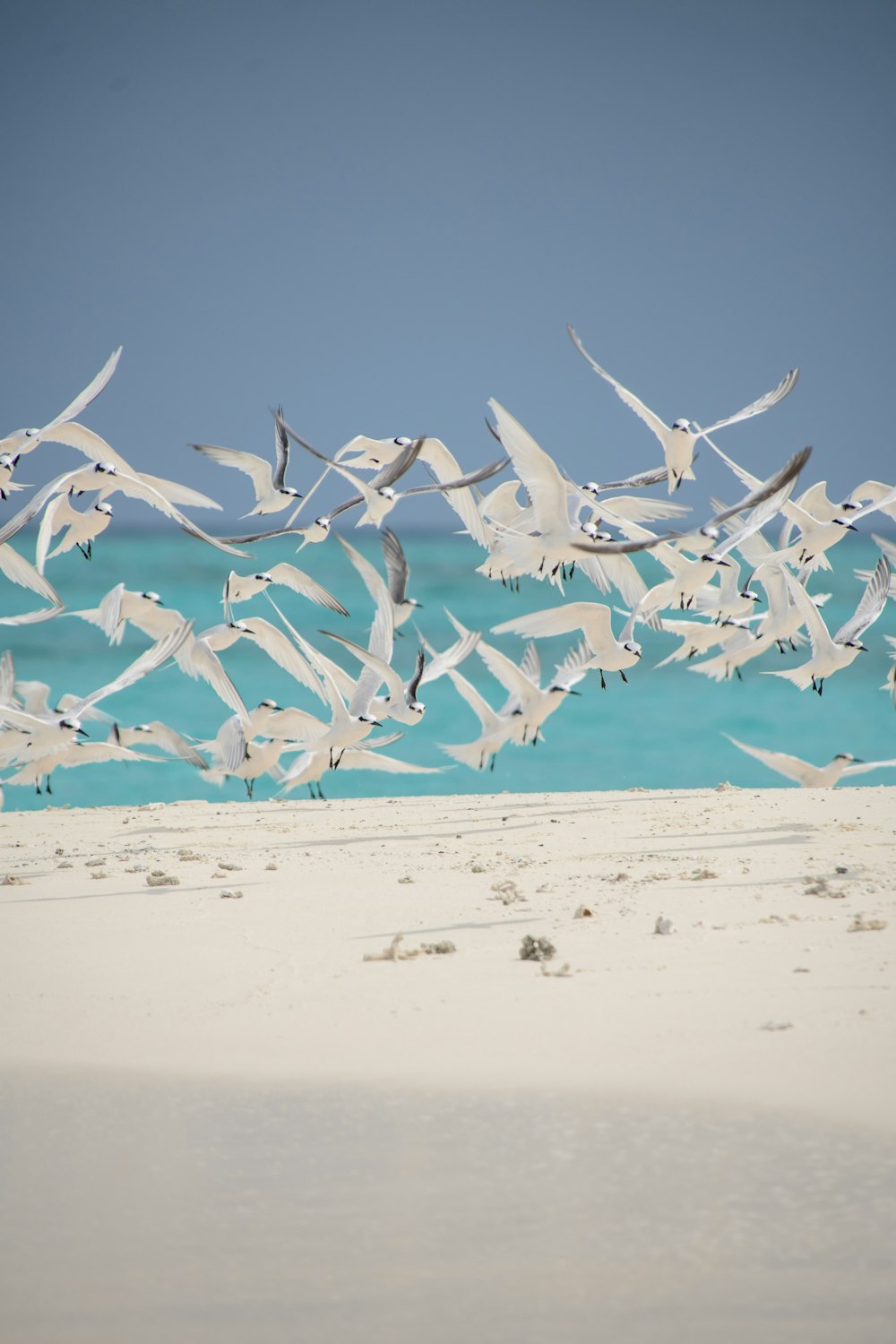 Vogelschwarm, der tagsüber über das Meer fliegt