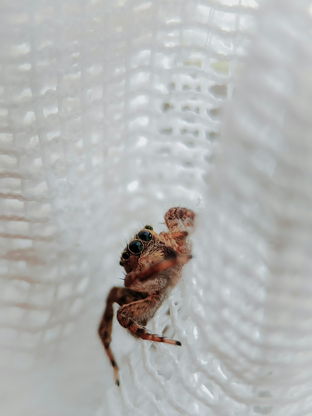 brown spider on white textile