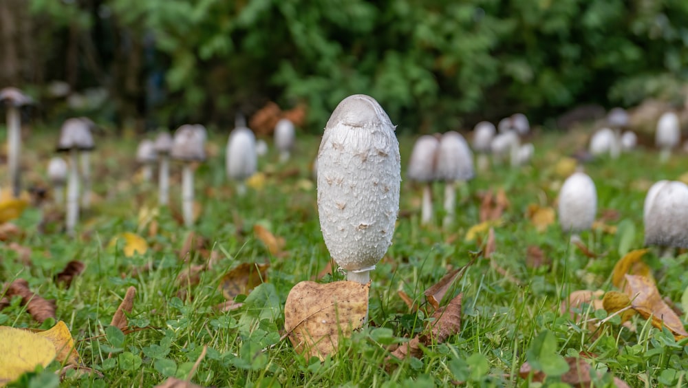 weißer Pilz auf grünem Gras tagsüber