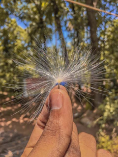 Close-up of vibrant native seeds in a woman's hand against a backdrop of green leaves.