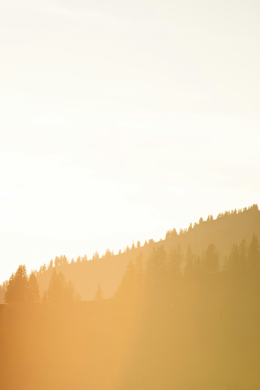 green trees on brown field during daytime