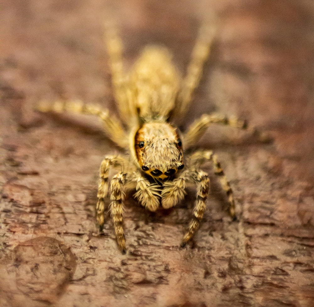brown spider on brown wooden surface